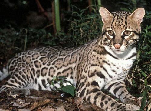 豹猫吃瓜,瓜果飘香中的独特味蕾之旅